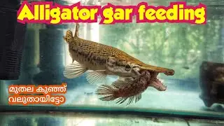 Live Feeding Monster Alligator gra🐟🐟🐟