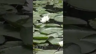 WATER LILIES|THE POND DIGGER#shorts #shortsvideo #nature #shortvideo #flowers