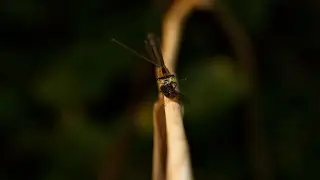 Blue-tailed Damselfly eating (4K video)