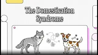 The Domestication Syndrome