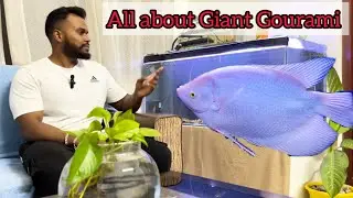 All about Giant Gourami Fish || Tank mates || Food || water quality || NEWLIGHT AQUAWORLD by BIKRAM