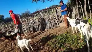 capando os bodes!🌵(parte2)