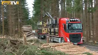 Waldsch&auml;den in Sachsen