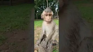 beautiful lovely cutie little monkey 🐒 Shavara marvelous gorgeous #shortvideo #shorts #viral