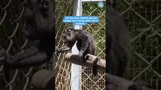 Update on Ash the baby orphaned howler monkey!