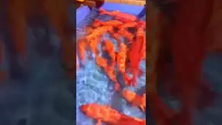 One of the most expensive Fish in the Philippines 😱