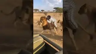 Monkey uses Lion as a HORSE! 😱🐎 (Lion Pride Confused)
