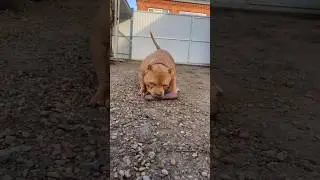 Мой роскошный Степан ам.булли #буллипокет #булли #americanbully #bully #питомниксобак