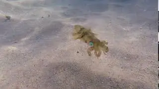 Southern Calamari Squid | It's Wild Out There! | Subscribe!