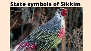 State Symbols of Sikkim||Copper Masheer added as state fish of Sikkim||Wit Bites||