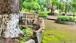 Baby Monkey Suffers from Mother&rsquo;s Neglect