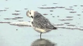 Drieteenstrandloper