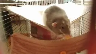 A tasty carrot for Jumpa the rat #video #pets #rat #cute