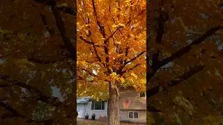 Epic leaf drop by Mabel, the most beautiful maple tree on the block 🍁 #fall #shorts #autumn