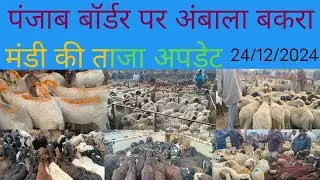 पंजाब बॉर्डर पर अंबाला बकरा मंडी की ताज अपडेट #Ambala Bakra Mandi#9050518118