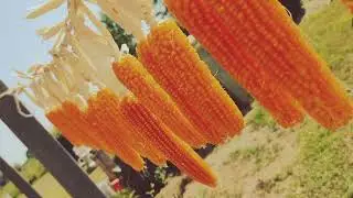 Large scale Corn production | Amaizing agriculture farm technology | Complete guidelines for corn