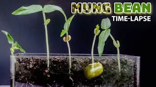 Mung Bean Sprouts Time Lapse - 12 Days Growing