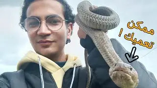 واجهت ثعبان الكوبرا البخاخ لأول مرة ! (Naja nubiae)