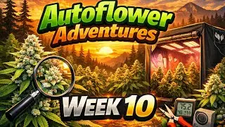 STANKS AUTOFLOWER ADVENTURES WEEK 10 FROM SEED