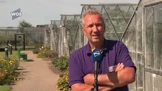 Vrijwilligers houden Monsterse druiventeelt in leven