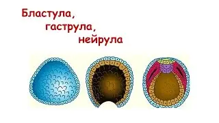 Бластула, гаструла, нейрула