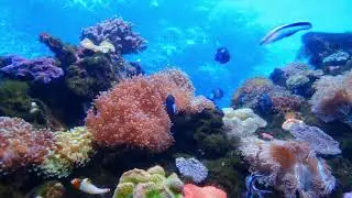 RELAX INSTANTLY WITH UNDERWATER OCEAN VIEWS| Мгновенно расслабиться с подводным видом океана ASMR 4K