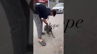 #rescuedandloved #rayofhope #reflectivecollars  #communitydogs #kindnessiscool #rescueefforts