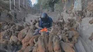 Monkey&rsquo;s Reaction After Eating Papaya & Carrots Will Make You Smile 😊🐒