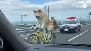 交通ルールを守らない犬🐕と猫🐈
