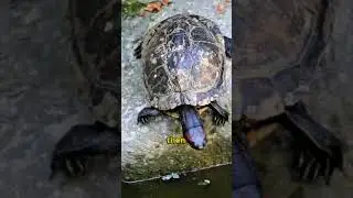 This Turtle Can Survive Without a Heartbeat&hellip; 😳❄️