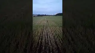 проверка на выдержку. #умнаясобака