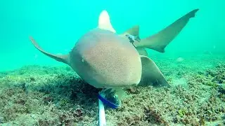 Underwater Research: Candid Camera of Marine Life