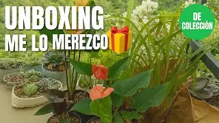 Unboxing Anturios Raros 🎁 Negro Martillado + Orquídeas