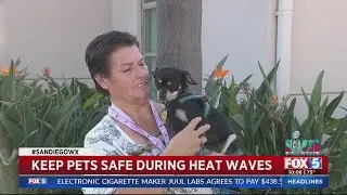 How To Keep Pets Safe During a Heat Wave