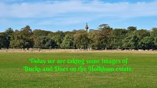 Holkham deer video 2022