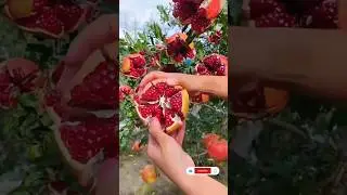 Best relaxing fruit tree farming |  pepino melon Harvesting #fresh #villagelife #satisfying #shorts