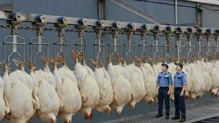 Chicken Hatchery Technology - Raising Broiler Farm - Modern Poultry Slaughter & Processing Plant