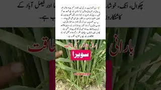 Best Wheat Variety in Pakistan | High Yield Wheat Variety |New Wheat Variety Pakistan#HighYieldWheat