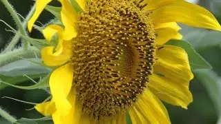 How sunflowers 