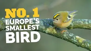 Take a Timeout With The Goldcrest, Europe's Smallest Bird