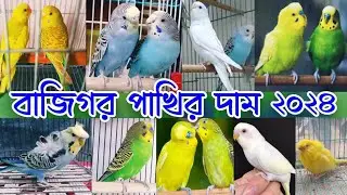 বাজিগর পাখির দাম || Budget bird price || Bird market in Bangladesh || Mirpur pakhir hat