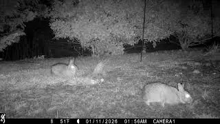 Cottontails visit to eat.