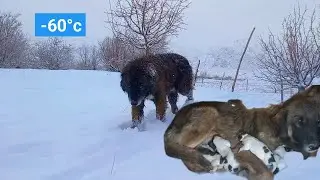 Helpless baby dogs in the cold winter weather, please help!