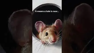 #subscribe #proverbs #wisdom #quotes #animals