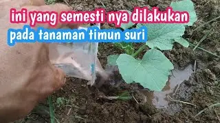 pemupukan timun suri ke 2