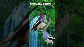 kacer BETINA cocok buat pancingan agar cepat gacor
