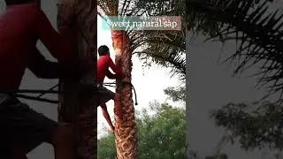#খেজুর রস #natural sweet sap is collected from #date palm tree#bankura