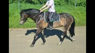 Scooby - New Forest Happy Hacker