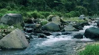Forest Stream Vibes for Restful Sleep, Relaxation, Deep Work