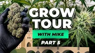 🎥 Home Grow Tour in Prague 🇨🇿 | Apple Strudel MONSTER + DWC Setup! 💧🍏